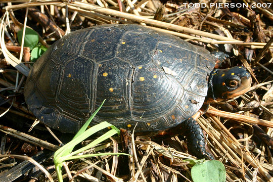 Image of Spotted Turtle