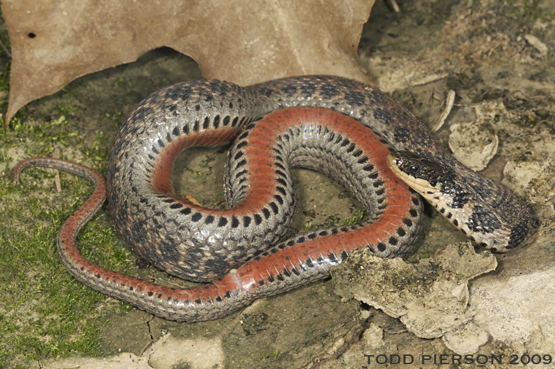 Image of Kirtland's Snake