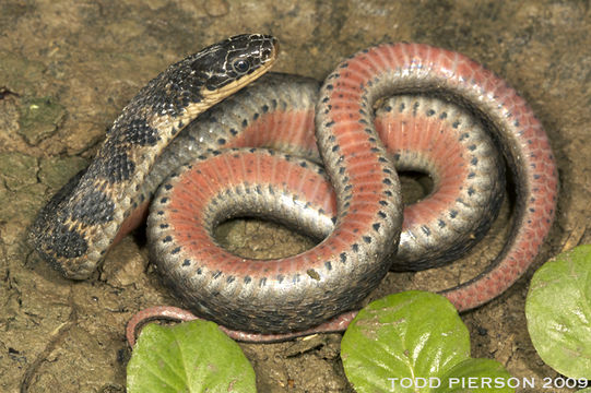 Image of Kirtland's Snake