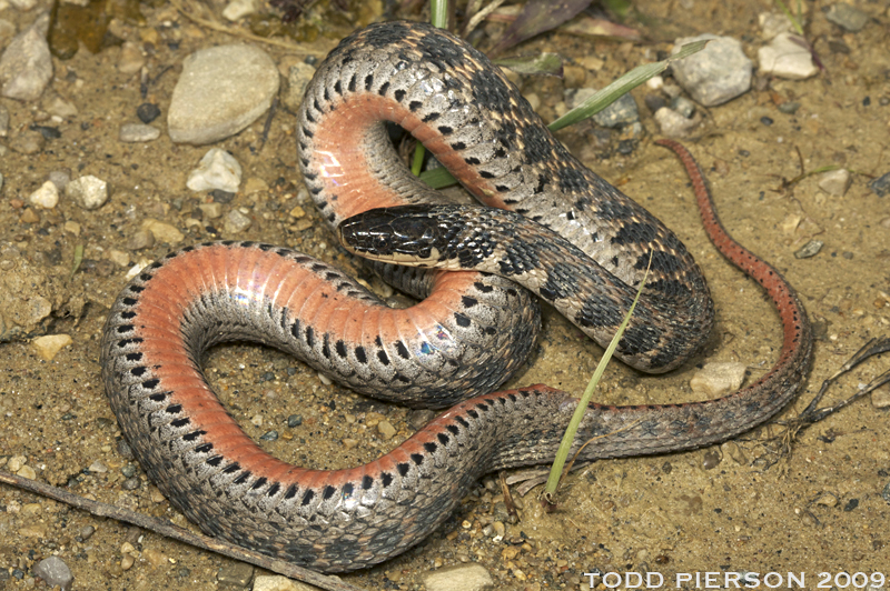 Image of Kirtland's Snake