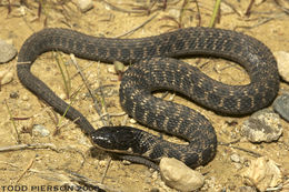 Image of Kirtland's Snake