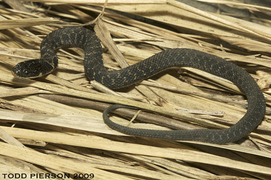 Image of Kirtland's Snake