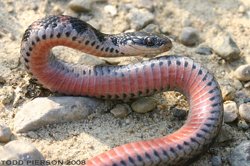 Image of Kirtland's Snake