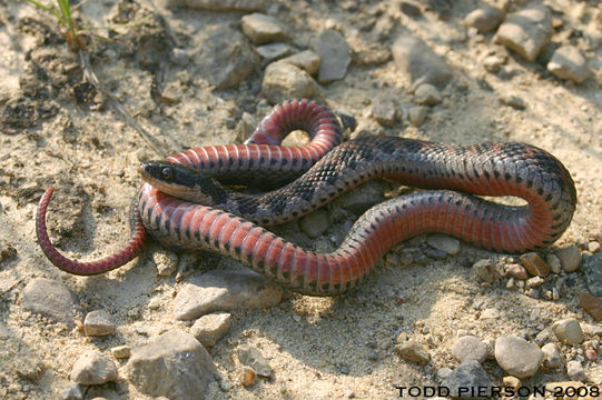 Image of Kirtland's Snake