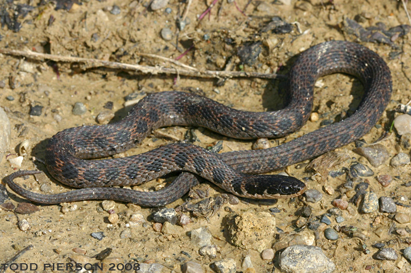 Image of Kirtland's Snake