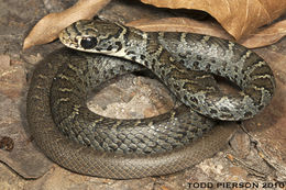 Image of Eastern Racer