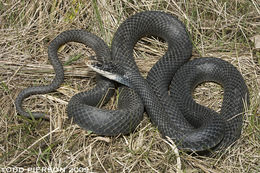 Image of Eastern Racer