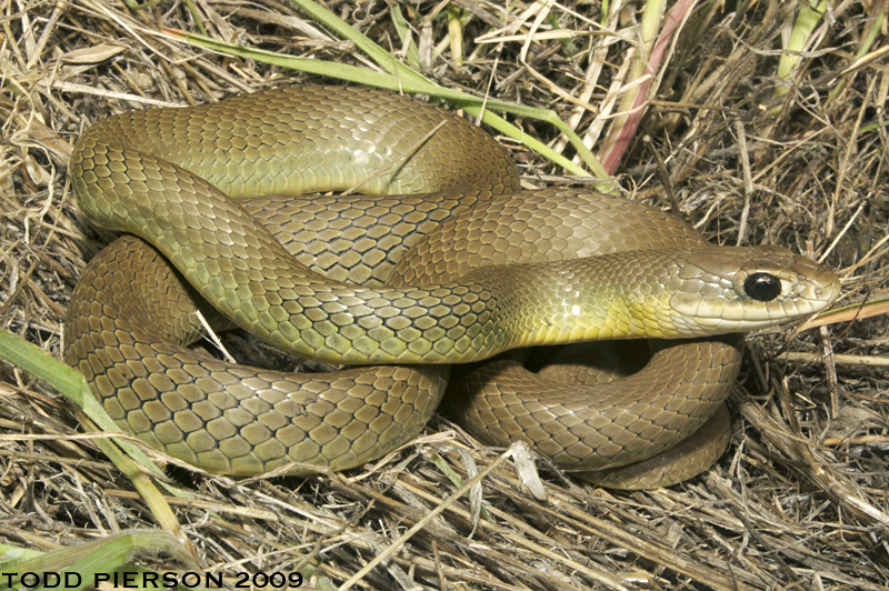 Image of Eastern Racer