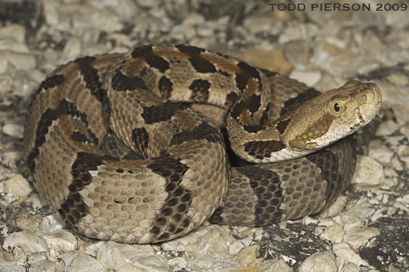 Imagem de Crotalus horridus Linnaeus 1758