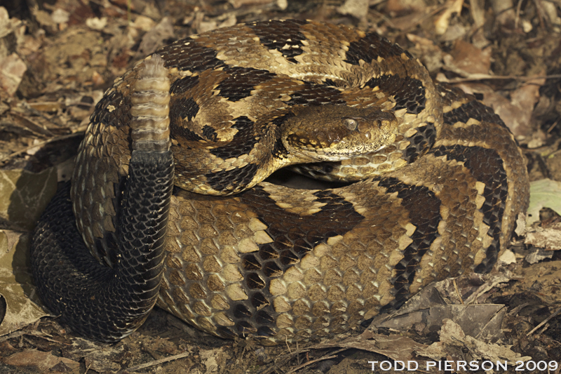 Imagem de Crotalus horridus Linnaeus 1758