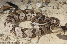 Imagem de Crotalus horridus Linnaeus 1758