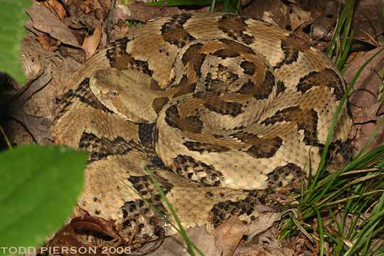 Image of Timber Rattlesnake