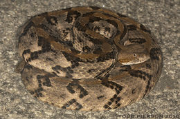 Image of Timber Rattlesnake