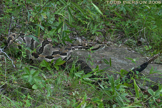 Imagem de Crotalus horridus Linnaeus 1758