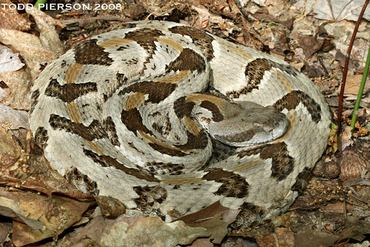 Imagem de Crotalus horridus Linnaeus 1758