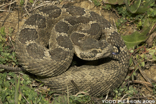 Image of Northern Pacific Rattlesnake