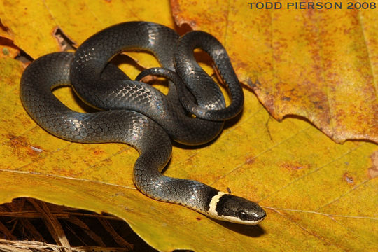 Image of Ring-necked Snake