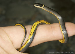 Image of Ring-necked Snake