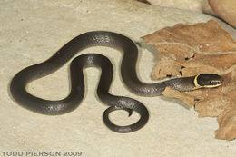 Image of Ring-necked Snake