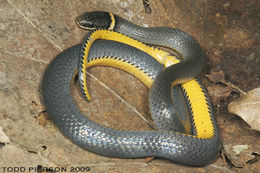 Image of Ring-necked Snake