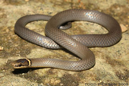 Image of Ring-necked Snake