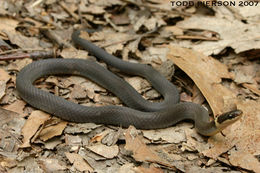 Image of Ring-necked Snake