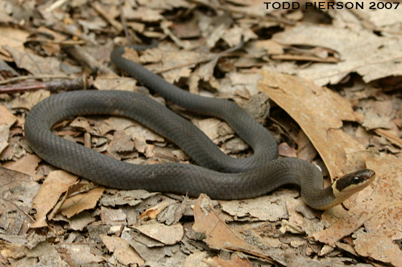 Image of Ring-necked Snake