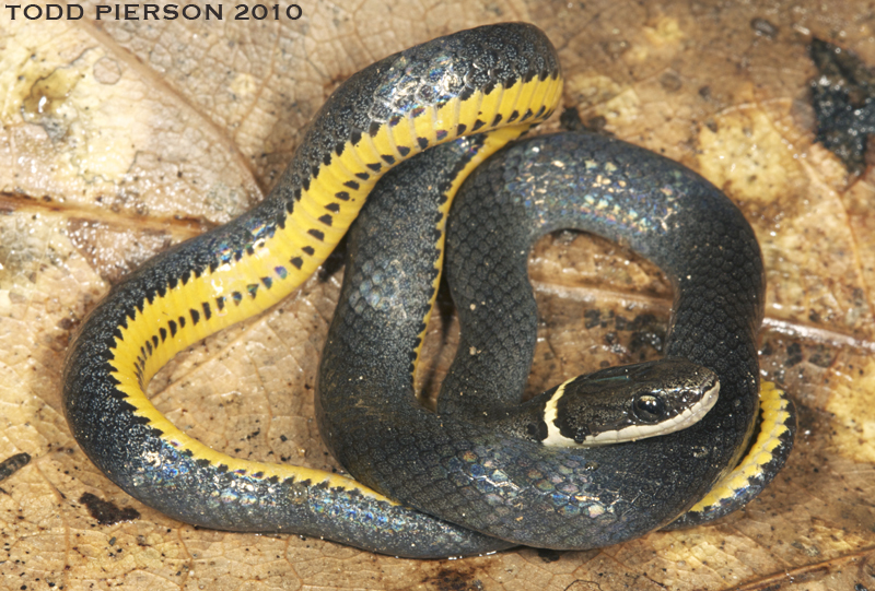 Image of Ring-necked Snake