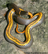 Image of Ring-necked Snake