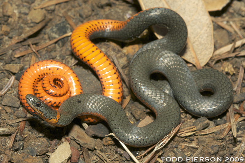 Image of Ring-necked Snake