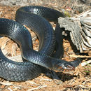 Image of indigo snake