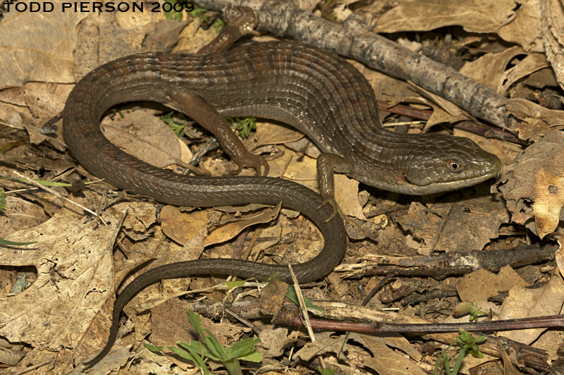 Image of northern alligator lizard