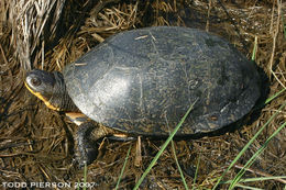 Image of Blanding's Turtle