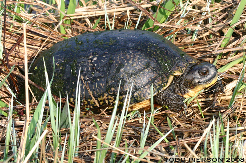 Image of Blanding's Turtle