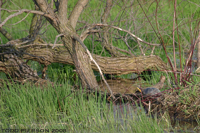 Image of Blanding's Turtle