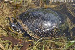 Image of Blanding's Turtle