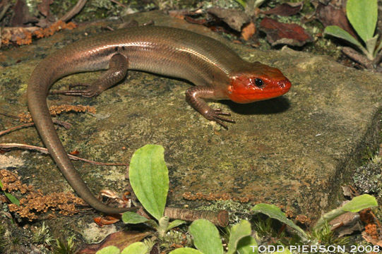 Plestiodon fasciatus (Linnaeus 1758) resmi