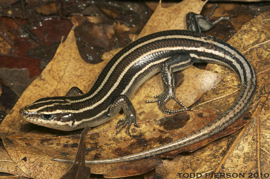 Plestiodon laticeps (Schneider 1801) resmi