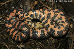 Image of Western mud snake