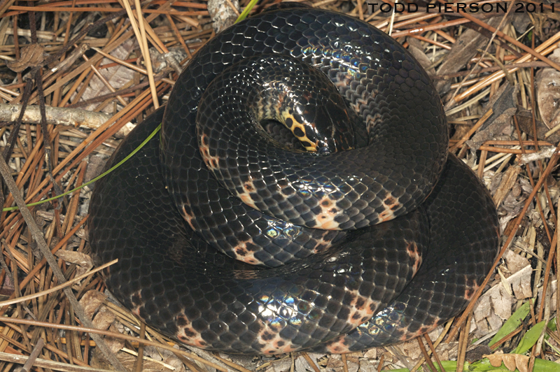 Image of Western mud snake