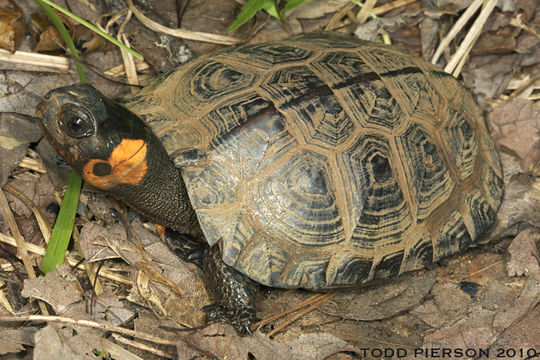 Image of Bog Turtle