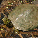 Image of Common Map Turtle