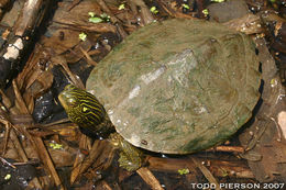 Image of Common Map Turtle