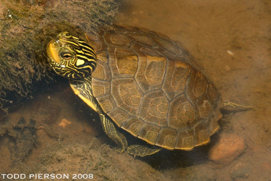 Image of Common Map Turtle