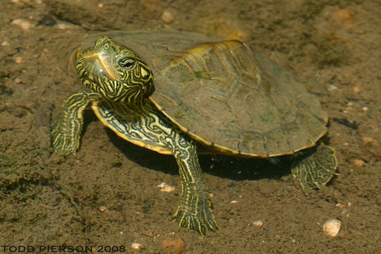 Image of Common Map Turtle