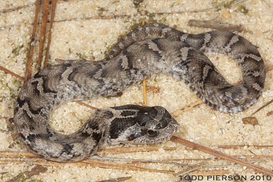 Image de Heterodon platirhinos Latreille 1801