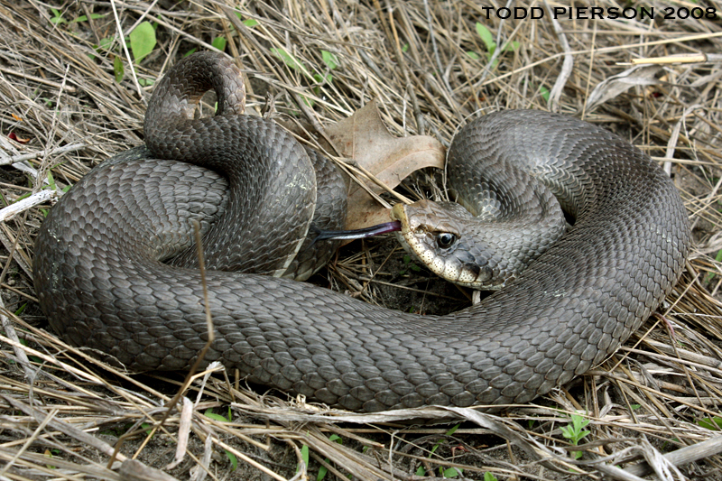 Image of Eastern Hog-nosed Snake