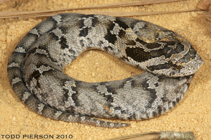 Image de Heterodon platirhinos Latreille 1801