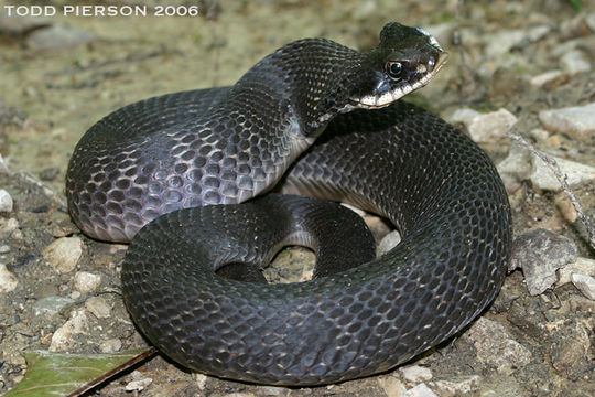 Image of Eastern Hog-nosed Snake