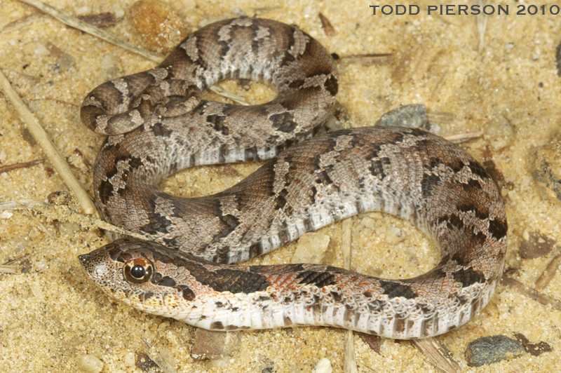 Image of Eastern Hog-nosed Snake